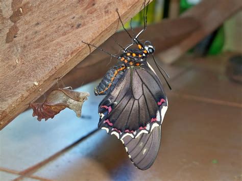 borboleta paraguaia como fazer|Posição Borboleta Paraguaia: o que é e como fazer no sexo